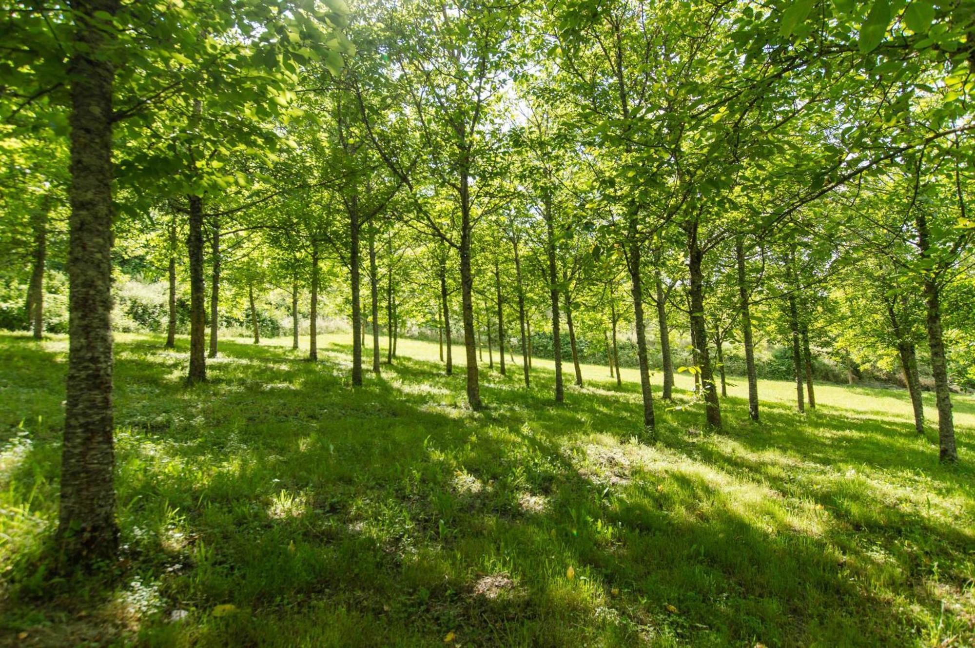 Agriturismo Podere La Casaccia ป็อปปี ภายนอก รูปภาพ